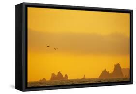 Brown Pelican (Pelecanus occidentalis) two, in flight over sea, Rialto Beach-Bill Coster-Framed Stretched Canvas