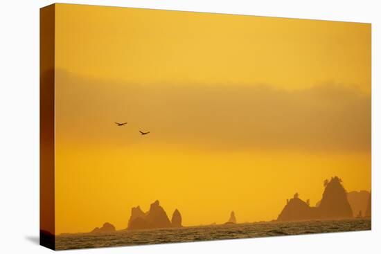 Brown Pelican (Pelecanus occidentalis) two, in flight over sea, Rialto Beach-Bill Coster-Stretched Canvas