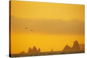 Brown Pelican (Pelecanus occidentalis) two, in flight over sea, Rialto Beach-Bill Coster-Stretched Canvas