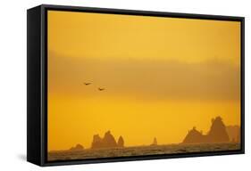 Brown Pelican (Pelecanus occidentalis) two, in flight over sea, Rialto Beach-Bill Coster-Framed Stretched Canvas