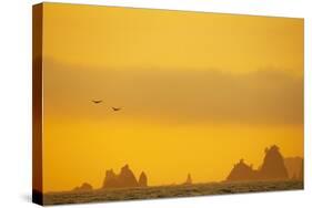 Brown Pelican (Pelecanus occidentalis) two, in flight over sea, Rialto Beach-Bill Coster-Stretched Canvas