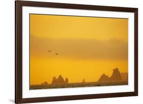 Brown Pelican (Pelecanus occidentalis) two, in flight over sea, Rialto Beach-Bill Coster-Framed Photographic Print