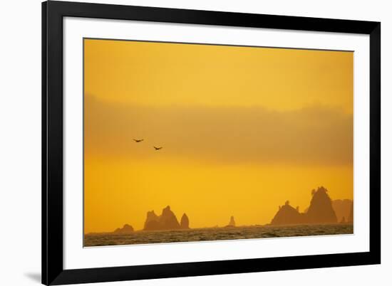 Brown Pelican (Pelecanus occidentalis) two, in flight over sea, Rialto Beach-Bill Coster-Framed Photographic Print