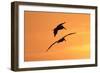 Brown Pelican (Pelecanus occidentalis) two, in flight, silhouetted at sunrise, Florida-Edward Myles-Framed Photographic Print