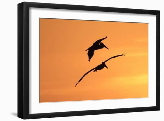 Brown Pelican (Pelecanus occidentalis) two, in flight, silhouetted at sunrise, Florida-Edward Myles-Framed Photographic Print