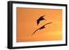 Brown Pelican (Pelecanus occidentalis) two, in flight, silhouetted at sunrise, Florida-Edward Myles-Framed Photographic Print