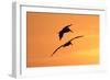 Brown Pelican (Pelecanus occidentalis) two, in flight, silhouetted at sunrise, Florida-Edward Myles-Framed Photographic Print