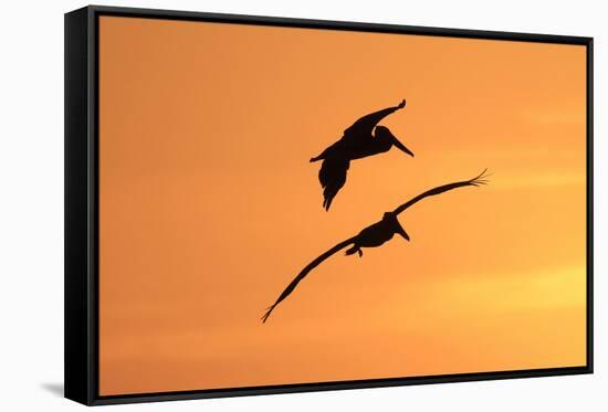 Brown Pelican (Pelecanus occidentalis) two, in flight, silhouetted at sunrise, Florida-Edward Myles-Framed Stretched Canvas