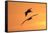 Brown Pelican (Pelecanus occidentalis) two, in flight, silhouetted at sunrise, Florida-Edward Myles-Framed Stretched Canvas