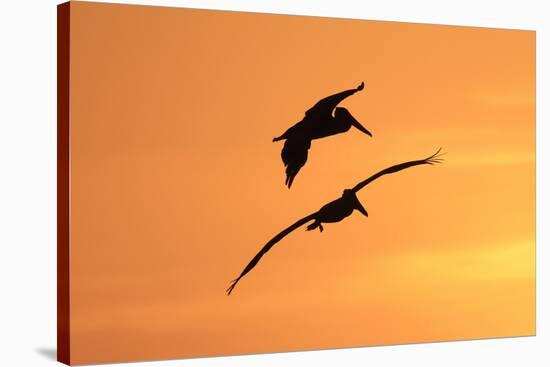 Brown Pelican (Pelecanus occidentalis) two, in flight, silhouetted at sunrise, Florida-Edward Myles-Stretched Canvas