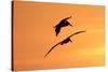 Brown Pelican (Pelecanus occidentalis) two, in flight, silhouetted at sunrise, Florida-Edward Myles-Stretched Canvas