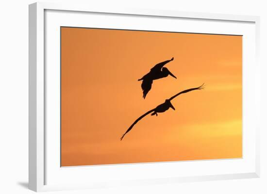 Brown Pelican (Pelecanus occidentalis) two, in flight, silhouetted at sunrise, Florida-Edward Myles-Framed Photographic Print