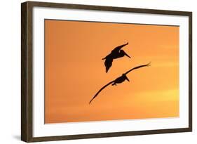 Brown Pelican (Pelecanus occidentalis) two, in flight, silhouetted at sunrise, Florida-Edward Myles-Framed Photographic Print