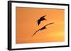 Brown Pelican (Pelecanus occidentalis) two, in flight, silhouetted at sunrise, Florida-Edward Myles-Framed Photographic Print