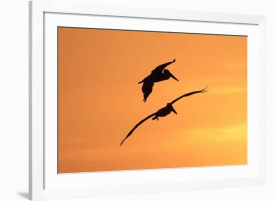 Brown Pelican (Pelecanus occidentalis) two, in flight, silhouetted at sunrise, Florida-Edward Myles-Framed Photographic Print