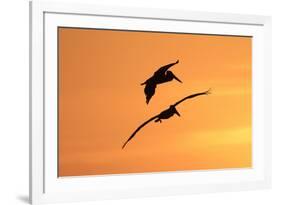 Brown Pelican (Pelecanus occidentalis) two, in flight, silhouetted at sunrise, Florida-Edward Myles-Framed Photographic Print