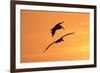 Brown Pelican (Pelecanus occidentalis) two, in flight, silhouetted at sunrise, Florida-Edward Myles-Framed Photographic Print