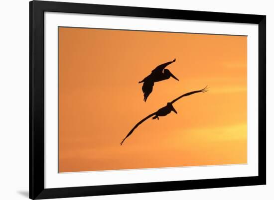 Brown Pelican (Pelecanus occidentalis) two, in flight, silhouetted at sunrise, Florida-Edward Myles-Framed Photographic Print