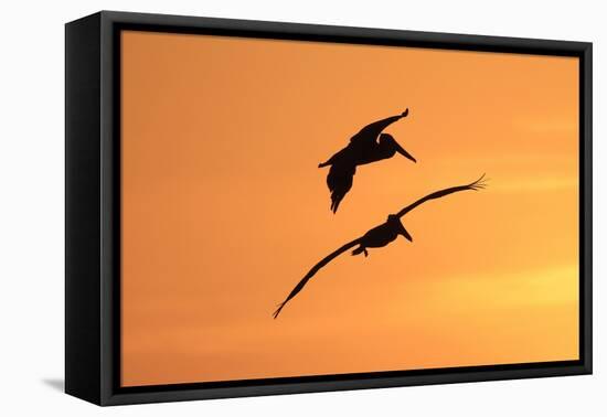 Brown Pelican (Pelecanus occidentalis) two, in flight, silhouetted at sunrise, Florida-Edward Myles-Framed Stretched Canvas