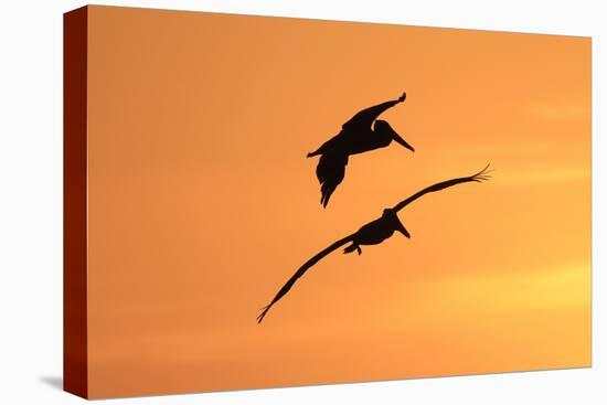 Brown Pelican (Pelecanus occidentalis) two, in flight, silhouetted at sunrise, Florida-Edward Myles-Stretched Canvas