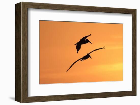 Brown Pelican (Pelecanus occidentalis) two, in flight, silhouetted at sunrise, Florida-Edward Myles-Framed Photographic Print