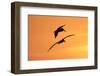 Brown Pelican (Pelecanus occidentalis) two, in flight, silhouetted at sunrise, Florida-Edward Myles-Framed Photographic Print