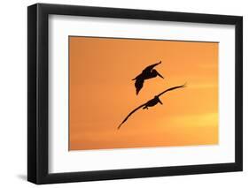 Brown Pelican (Pelecanus occidentalis) two, in flight, silhouetted at sunrise, Florida-Edward Myles-Framed Photographic Print