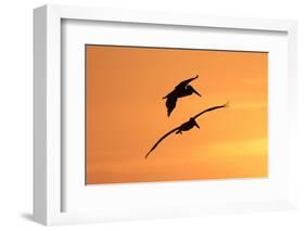 Brown Pelican (Pelecanus occidentalis) two, in flight, silhouetted at sunrise, Florida-Edward Myles-Framed Photographic Print