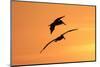 Brown Pelican (Pelecanus occidentalis) two, in flight, silhouetted at sunrise, Florida-Edward Myles-Mounted Photographic Print
