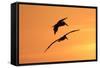 Brown Pelican (Pelecanus occidentalis) two, in flight, silhouetted at sunrise, Florida-Edward Myles-Framed Stretched Canvas