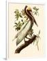 Brown Pelican, Pelecanus Occidentalis-John James Audubon-Framed Giclee Print