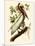 Brown Pelican, Pelecanus Occidentalis-John James Audubon-Mounted Giclee Print