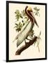 Brown Pelican, Pelecanus Occidentalis-John James Audubon-Framed Giclee Print