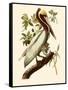 Brown Pelican, Pelecanus Occidentalis-John James Audubon-Framed Stretched Canvas