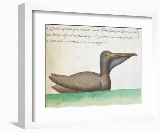 Brown Pelican (Pelecanus Occidentalis)-null-Framed Giclee Print