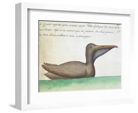 Brown Pelican (Pelecanus Occidentalis)-null-Framed Giclee Print