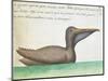 Brown Pelican (Pelecanus Occidentalis)-null-Mounted Giclee Print