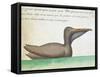 Brown Pelican (Pelecanus Occidentalis)-null-Framed Stretched Canvas