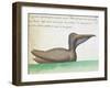 Brown Pelican (Pelecanus Occidentalis)-null-Framed Giclee Print