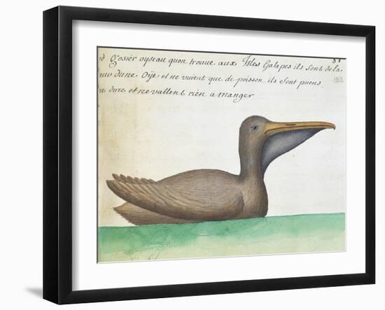 Brown Pelican (Pelecanus Occidentalis)-null-Framed Giclee Print