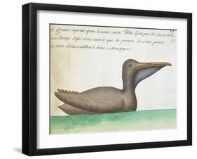 Brown Pelican (Pelecanus Occidentalis)-null-Framed Giclee Print