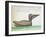 Brown Pelican (Pelecanus Occidentalis)-null-Framed Giclee Print