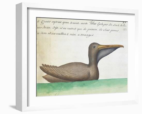 Brown Pelican (Pelecanus Occidentalis)-null-Framed Giclee Print