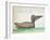 Brown Pelican (Pelecanus Occidentalis)-null-Framed Giclee Print