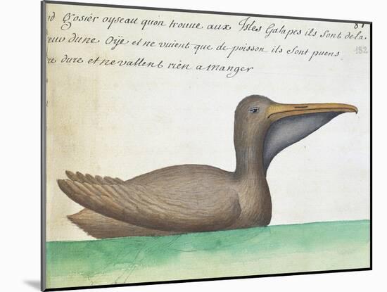 Brown Pelican (Pelecanus Occidentalis)-null-Mounted Giclee Print
