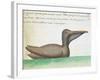 Brown Pelican (Pelecanus Occidentalis)-null-Framed Giclee Print