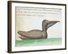 Brown Pelican (Pelecanus Occidentalis)-null-Framed Giclee Print