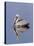 Brown Pelican (Pelicanus Occidentalis), J. N. "Ding" Darling National Wildlife Refuge, Florida-James Hager-Stretched Canvas