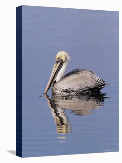 Brown Pelican (Pelicanus Occidentalis), J. N. "Ding" Darling National Wildlife Refuge, Florida-James Hager-Stretched Canvas