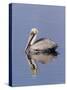 Brown Pelican (Pelicanus Occidentalis), J. N. "Ding" Darling National Wildlife Refuge, Florida-James Hager-Stretched Canvas